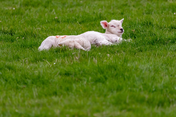 Naklejka na ściany i meble Young lambs laying in the grass.