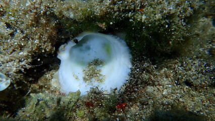 Seashell of bivalve mollusc Thorny oyster (Spondylus gaederopus) on sea bottom, Aegean Sea, Greece, Halkidiki
