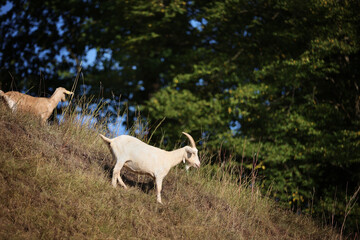 White mountain goat stands on the hill near small forest