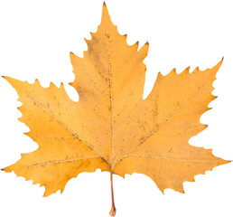 Orange autumn leaf isolated on white background