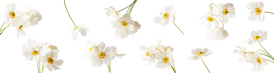 White anemone flowers honorine jobert Isolated on background. Autumn flowers. Nature floral background