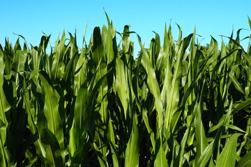 Corn is a tall annual herbaceous plant. Grain crop. Growing corn in the field at golden hour in the...