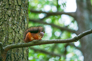 A red, adult squirrel with a fluffy tail in an autumn park sits on a branch in an autumn park. Animals in the city park. Blurred background, selective focus.