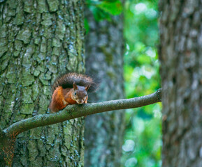 A red, adult squirrel with a fluffy tail in an autumn park sits on a branch in an autumn park. Animals in the city park. Blurred background, selective focus.