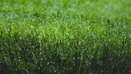 green grass background