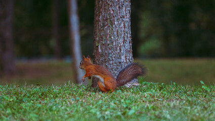 A squirrel with a fluffy tail in an autumn park in search of nuts. Animals in the city park.