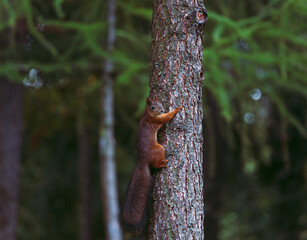 A red squirrel clawed at a tree trunk in an autumn park. A frightened squirrel in the park is sitting on a tree, hiding. Animals in the city park. Blurred background, selective focus.