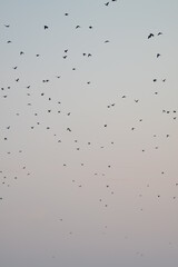 a flock of birds at sunset 