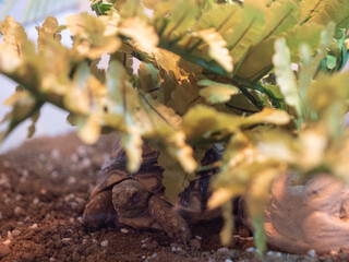A cute baby leopard tortoise hiding behind a plant - 540138419