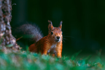 Portrait of a red, adult, hungry squirrel with a fluffy tail in an autumn park. A hungry, curious squirrel is sitting on the grass near a tree in an autumn park. Animals in the city park. 
