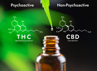 Water dew and legalized CBD oil on the tip of a hemp leaf almost drops into a bottle with a plant...