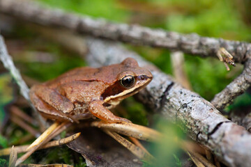 Little brown frog on the forest floor - wildlife macro photography