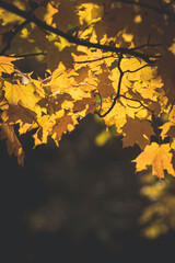 autumn leaves on the tree