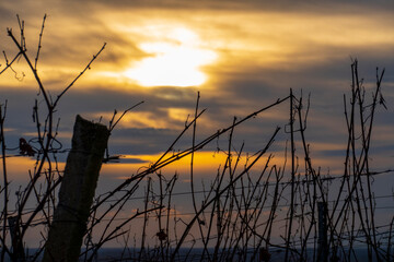 Blick über den Weinberg  im Sonnenuntergang