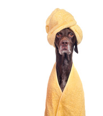 Close-up portrait of a dog in towel turban