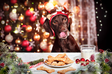 Dog in deer headband eating bones shaped cookies against Christmas tree