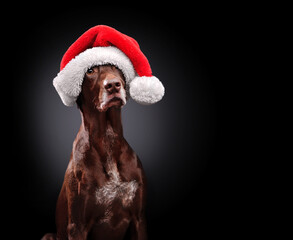 Dog in Santa hat against black background