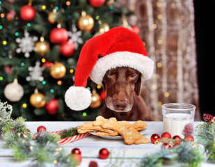 Dog in Santa hat eating cooking at the Chrisrmas table
