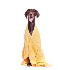 Dog wrapped in yellow towel isolated on white
