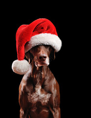 Low key picture of a dog wearing oversized Santa hat