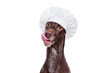 Hungry dog wearing chef hat close-up portrait