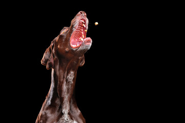 Naklejka premium Hungry pointer dog catching flying food at the black background