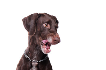 Hungry pointer dog looking embarrssed