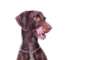 Hungry pointer dog looking to the side
