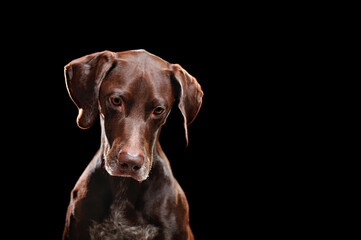 Pointer dof looking sad isolated on black