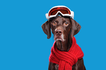 Pointer dog in ski goggles against blue background