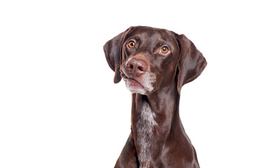 Portrait of a pointer dog making funny grimace