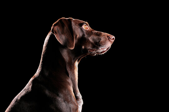 Low key profile portrait of kurtshaar dog against black background