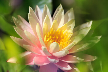 Nyphaea embracing the sun and showing it virbrant color.