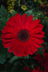 red gerbera flower