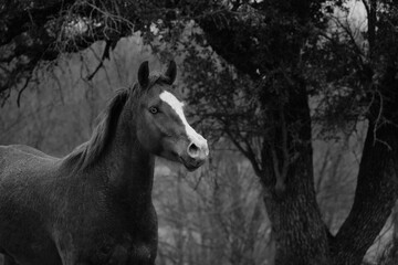 Horse in Texas rain weather in black and white from farm pasture.