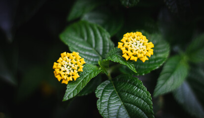 yellow flower in the garden