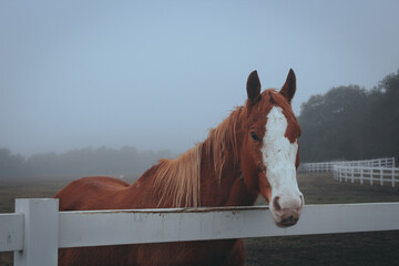 portrait of a horse