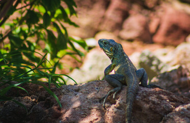 iguana on the rock