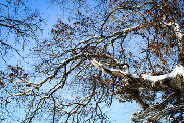 snowy tree branches against blue sky