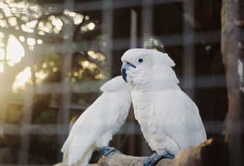 close up of white parrots