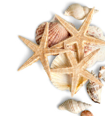 Starfishes and shells isolated on a white background