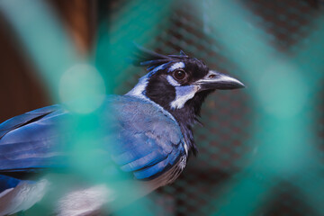 close up of a black-throated magpie-jay