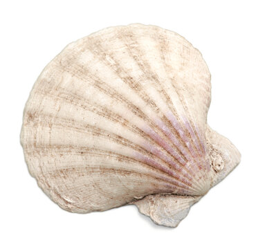 Sea shell  isolated on white background