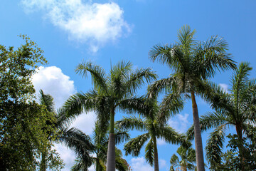 palm trees against blue sky