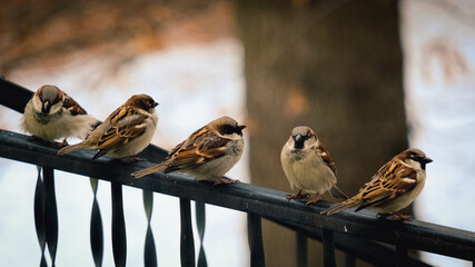 sparrows on a fence