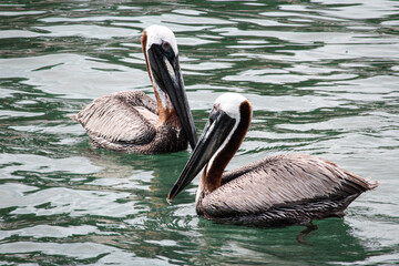 pelicans on the water