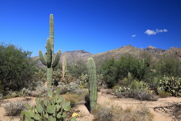 Assortment of cactus plants in the desert forest