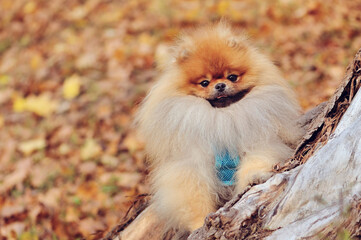 Close-up portrait of red pomeranian against fallen leafs background