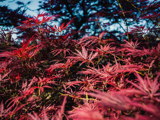 Red foliage