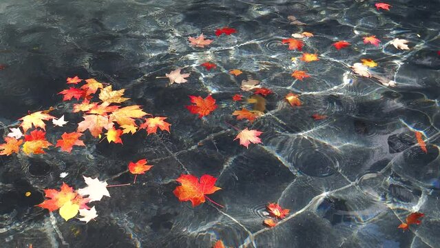 Fall leaves floating in a fountain pond